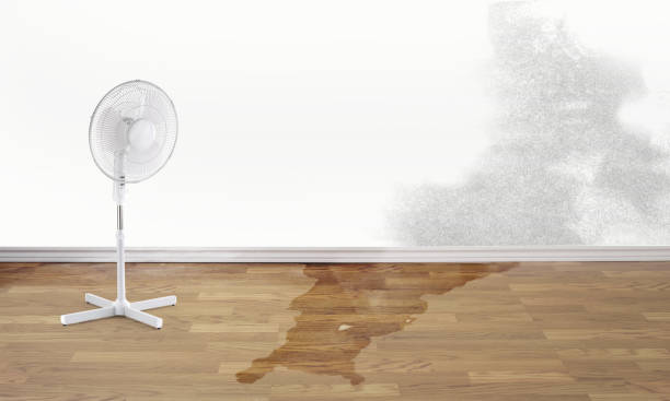 Best Mold removal after water damage  in Stonewood, WV